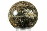 Polished Freshwater Snails (Elimia) In Limestone Sphere - Wyoming #370886-1